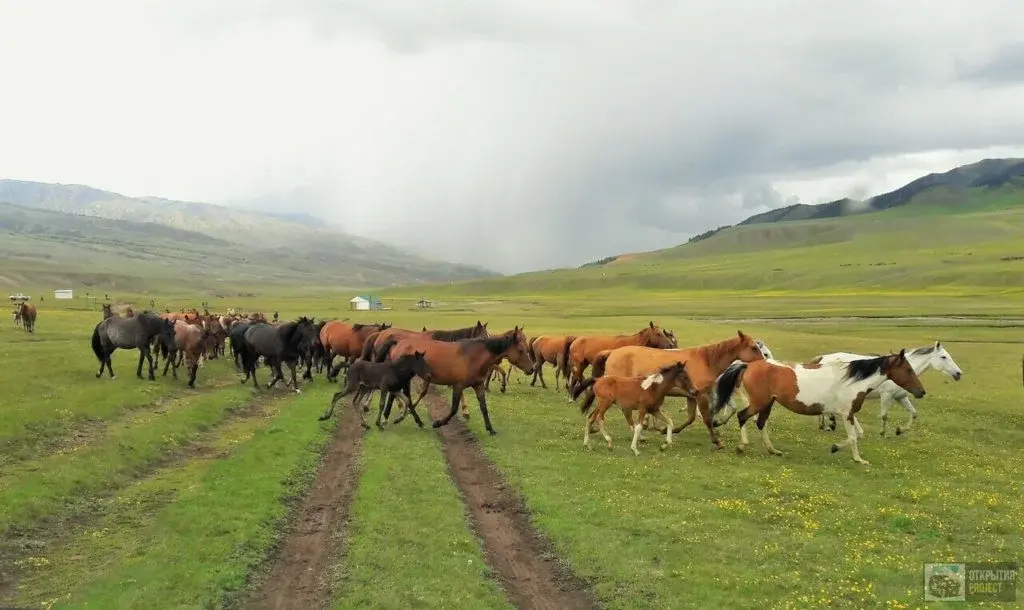 Плато Ассы — простор высокогорья и кочевая атмосфера travel scenery in Kazakhstan